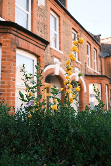 Close-up view of yellow flowering plants with small, clustered blooms and green, glossy leaves growing in front of a red-brick residential building with white-framed windows and an arched doorway. The